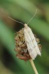 Homoeosoma sinuella