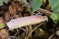 Oncocera semirubella