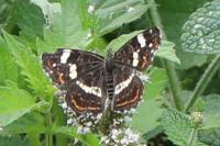 Araschnia levana