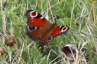 Aglais io