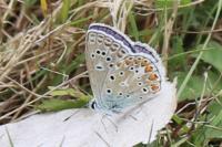 Polyommatus icarus