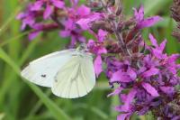Pieris napi