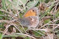 Coenonympha pamphilus