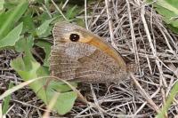 Maniola jurtina