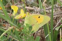 Colias crocea