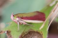 Oncocera semirubella
