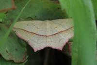 Timandra comae