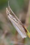Agriphila tristella
