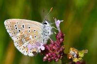 Lysandra bellargus