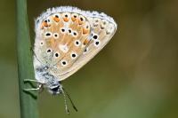 Lysandra bellargus
