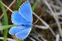 Lysandra bellargus