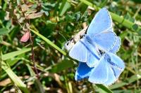 Lysandra bellargus