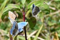 Lysandra bellargus