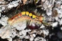 Orgyia antiqua