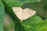 Camptogramma bilineata