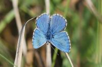 Lysandra bellargus