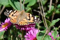 Vanessa cardui