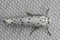 Yponomeuta