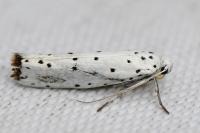 Yponomeuta
