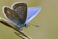 Polyommatus icarus
