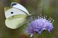 Pieris rapae