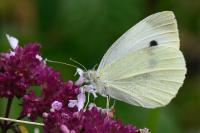 Pieris rapae