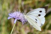 Pieris brassicae