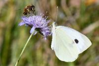 Pieris brassicae