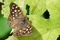 Pararge aegeria