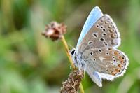 Lysandra bellargus
