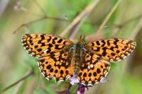 Boloria dia