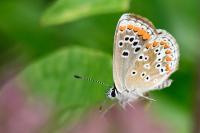 Aricia agestis