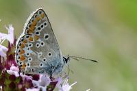Aricia agestis