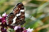 Araschnia levana