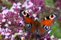 Aglais io