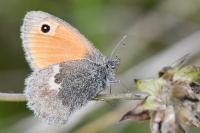 Coenonympha pamphilus