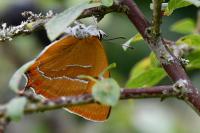 Thecla betulae