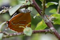 Thecla betulae