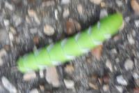 Sphinx ligustri