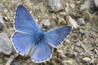 Lysandra bellargus