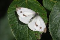 Pieris brassicae
