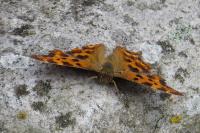 Polygonia c-album