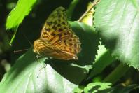 Argynnis paphia