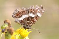 Araschnia levana