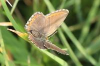 Lysandra bellargus