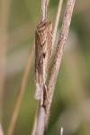Agriphila geniculea
