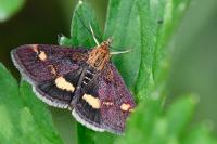 Pyrausta aurata