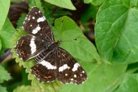 Araschnia levana