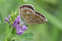 Polyommatus icarus