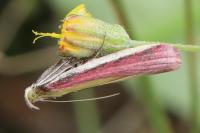 Oncocera semirubella